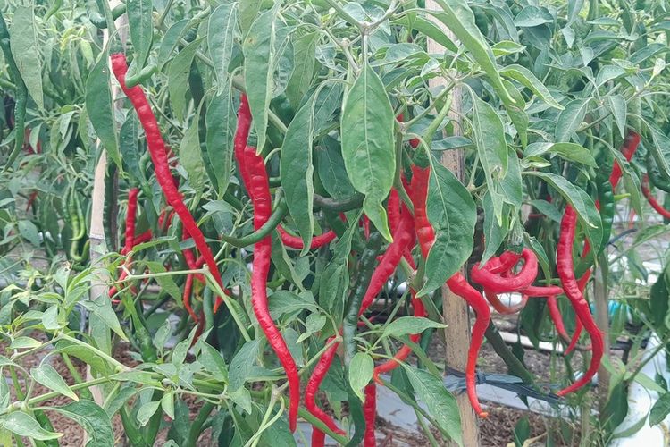 Panen cabai merah keriting di kawasan pantai Trisik, Kabupaten Galur, Kabupaten Kulon Progo, Daerah Istimewa Yogyakarta.