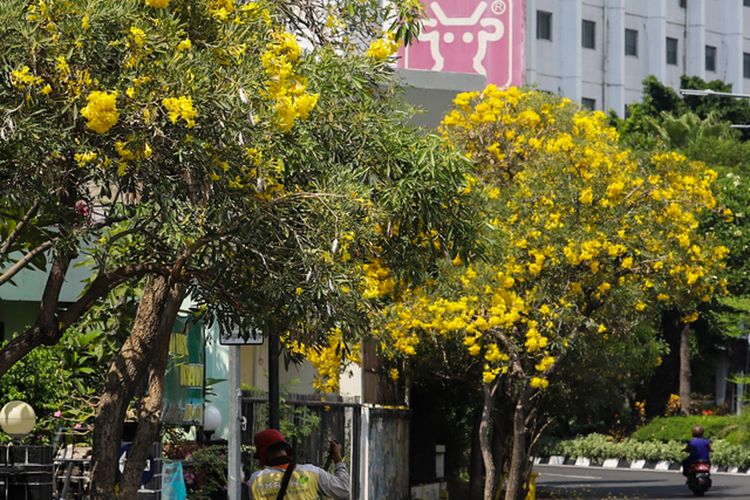 Sejumlah jalan protokol di Kota Surabaya dipenuhi tanaman Tabebuya menambah cantik jalanan di Kota Surabaya pada momen libur Lebaran, Sabtu (15/5/2021).