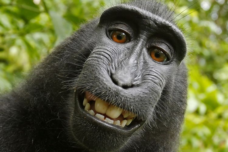 Salah satu foto selfie monyet makaka bernama Naruto yang menjadi pangkal persoalan hukum David Slater.