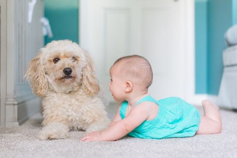 5 Ras Anjing Kecil Terbaik untuk Dipelihara Anak-anak