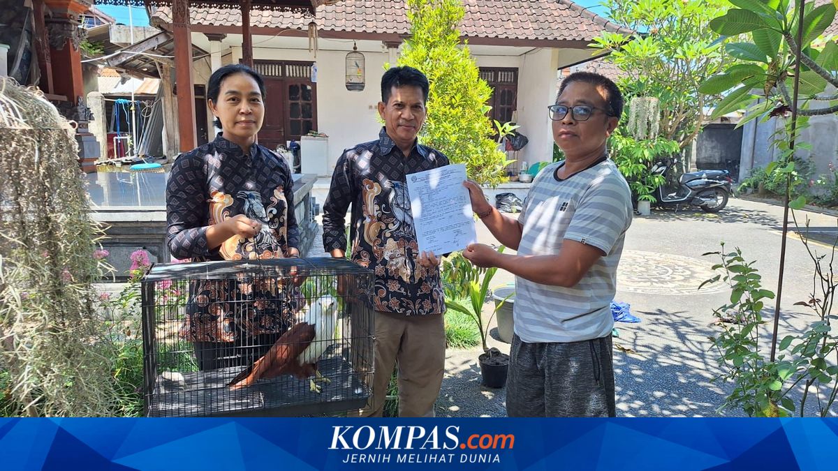 BKSDA Bali Evakuasi Elang Bondol yang Dipelihara Warga di Badung ~TR

Klik untuk baca: