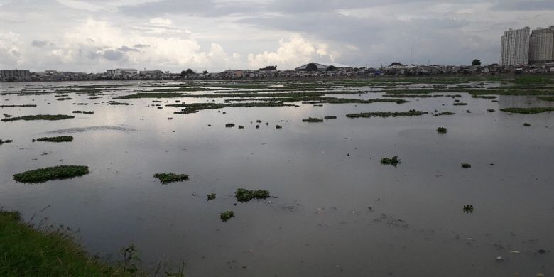 Waduk Pluit, Jakarta Utara, ditumbuhi tanaman eceng gondok, Kamis (21/2/2019).