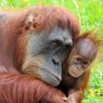 4 Tempat di Kaltim yang Jadi Idaman Wisman Lihat Orangutan
