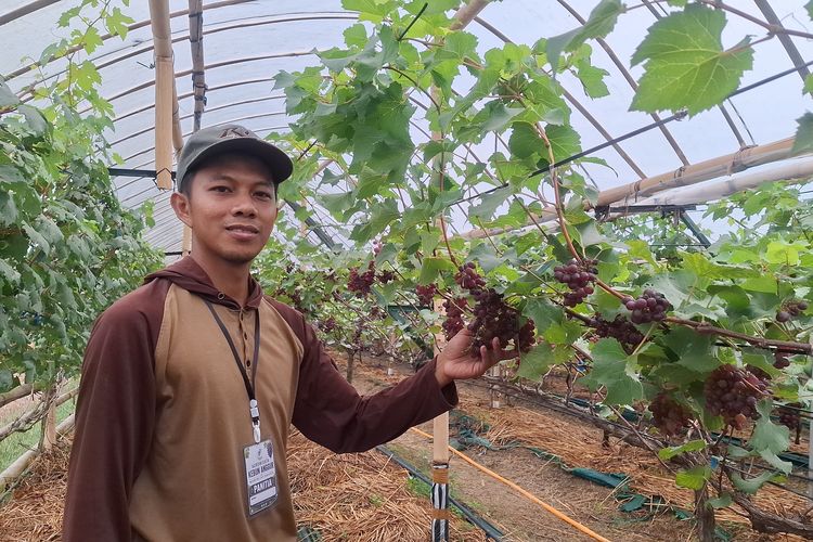 Kisah Diky Purwo Handoko, Lulusan Perawat di Purworejo yang Buka Wisata Petik Anggur
