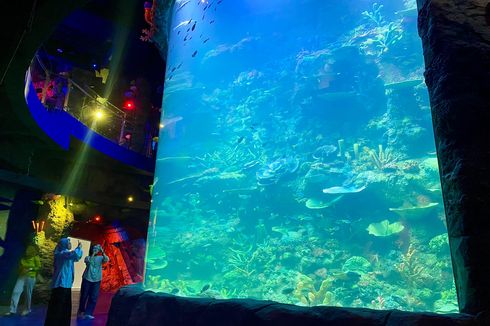 5 Aktivitas di BXSea Bintaro, Lihat 25.000 Biota Laut Akuarium Indoor