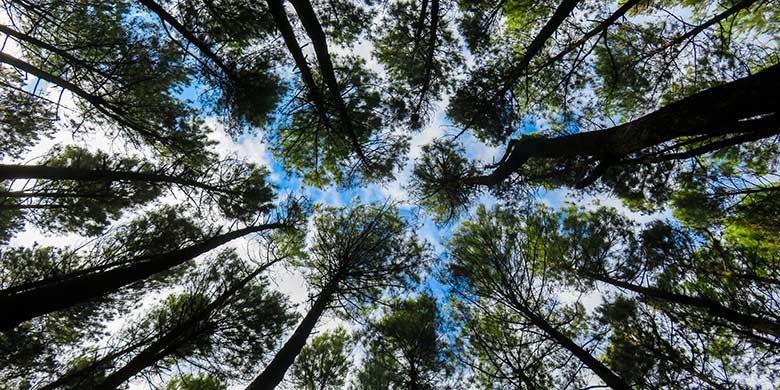 Hutan Pinus Mangunan