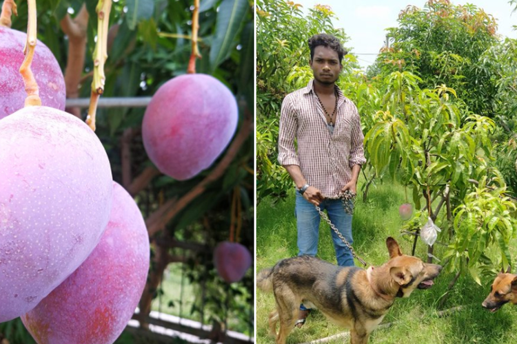 Seorang petani India kini harus menyewa tim keamanan untuk melindungi hasil panen dari pohon mangga termahal di dunia, yang tidak sengaja dia tanam. 
