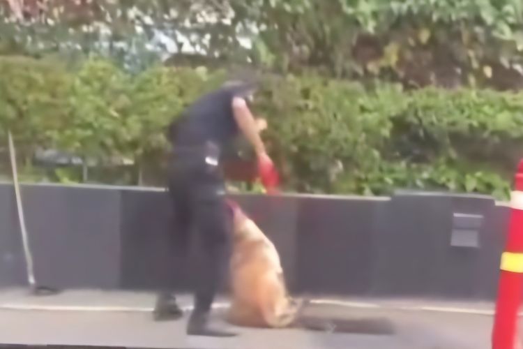 Video oknum sekuriti Plaza Indonesia diduga pukuli anjing penjaga viral di media sosial. Salah satunya dibagikan akun X @moonchildfams, Kamis (6/6/2024).