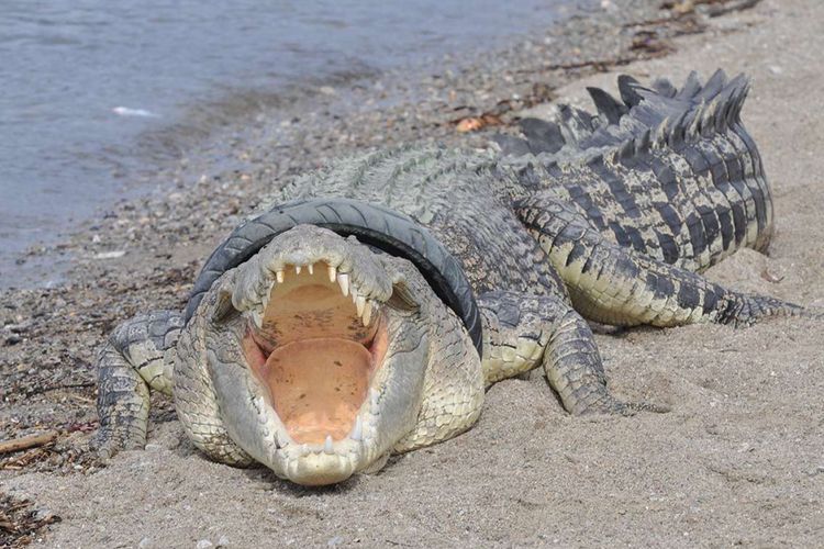 Seekor buaya muara (Crocodylus porosus) dengan ban yang menjerat lehernya terlihat di sungai Kota Palu, Sulawesi Tengah, Selasa (16/1/2018). Pihak konservasi setempat terus berupaya melakukan penyelamatan buaya berukuran sekitar 4 meter dengan ban yang melilit lehernya sejak tahun 2016 tersebut.