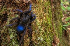 Tarantula Baru Ditemukan di Amerika Selatan, Warnanya Biru Elektrik