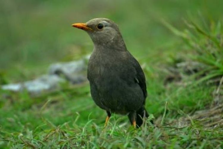Burung Anis Gading. Burung Jalak Lawu juga disebut sebagai Jalak Gading.
