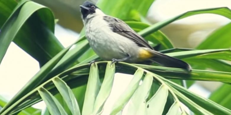 Mengintip Burung Liar Di Istana Yang Hibur Jokowi Halaman All