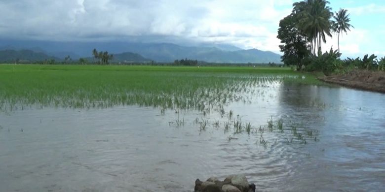 Info Terkini, Ratusan Hektar Sawah di Cirebon Terendam Banjir, Mentan Ajak Petani Ikut Asuransi