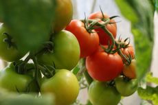 Cara Menanam Tomat Organik di Pot atau Polybag, Tak Perlu Lahan Luas