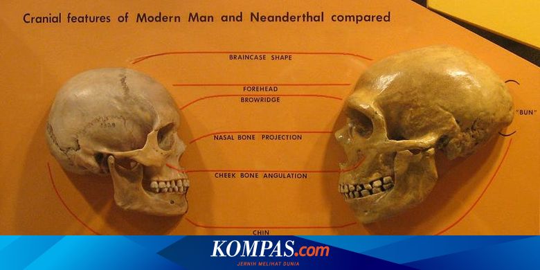 Modern Humans’ Smaller Faces: Why?