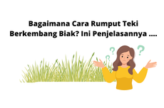 Bagaimana Cara Rumput Teki Berkembang Biak? Ini Penjelasannya ....