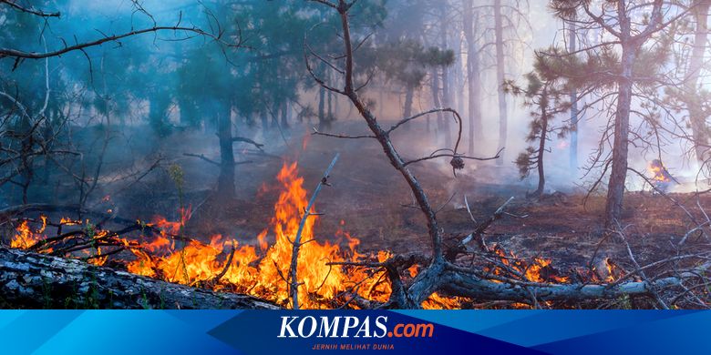KLHK: Perusahaan Pembakar Lahan di Jambi Harus Bayar Rp 590 Miliar