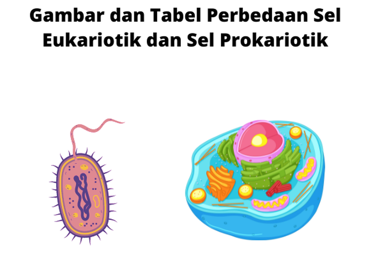 Gambar Dan Tabel Perbedaan Sel Eukariotik Dan Sel Prokariotik