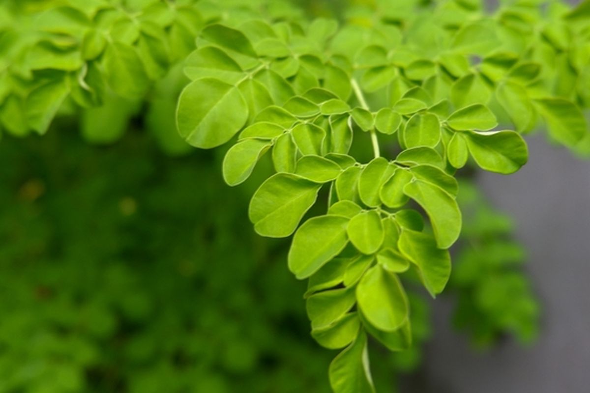 Ilustrasi tanaman kelor, pohon kelor, menanam kelor. 