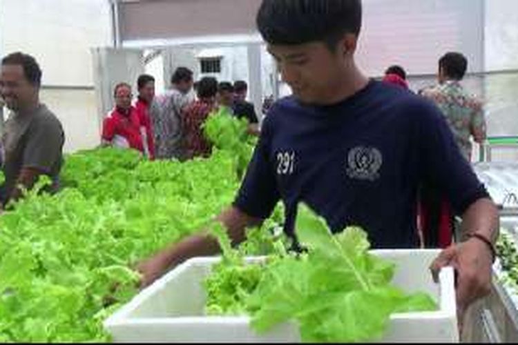 Seorang warga binaan Lapas Narkotika Pangkalpinang memanen sayuran hidroponik