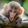 5 Alasan Sebaiknya Tidak Memelihara Monyet di Rumah