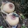 Mengenal Jamur Geastrum Saccatum, Dikenal karena Bentuknya yang Unik