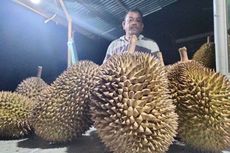 Cicipi Durian Montong Lhokseumawe, Wisata Kuliner di Aceh Utara