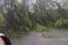 Hujan Deras, Pohon Tumbang Kepung Jakarta