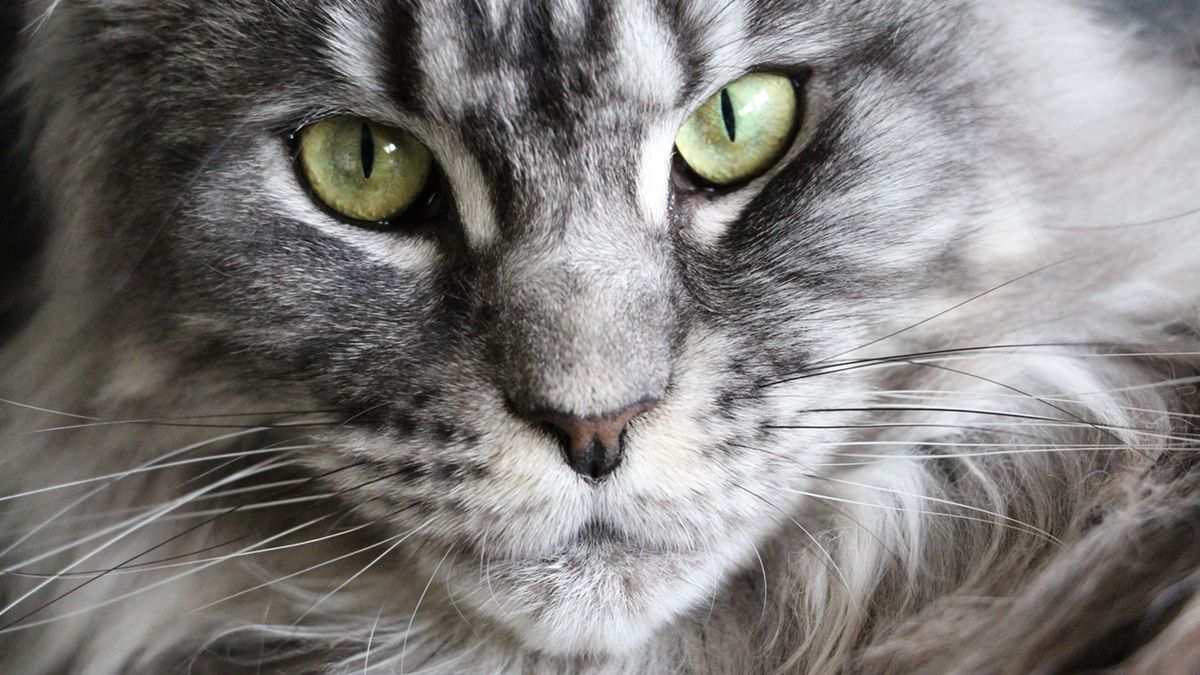 Daftar 5 Ras Kucing Terbesar di Dunia - Kompas.com