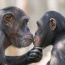 Ciuman Bukan Kebiasaan Modern, Sudah Dilakukan 21 Juta Tahun Lalu