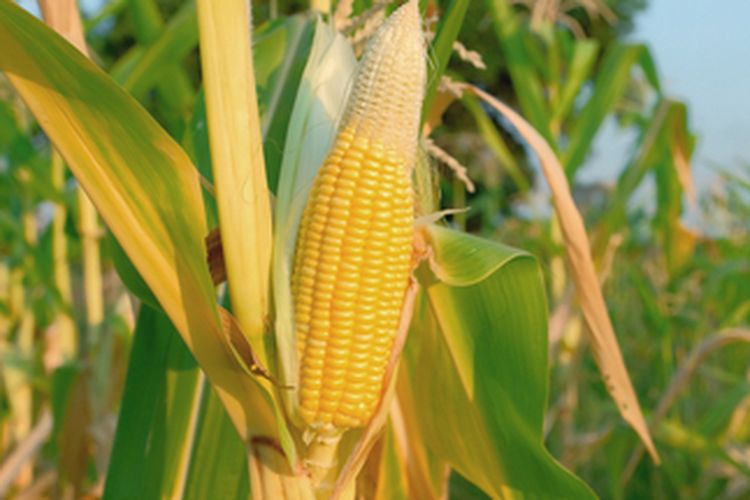 Ilustrasi tanaman jagung 
