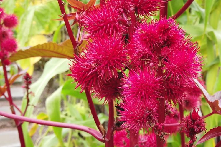 Ricinus communis atau jarak kepyar. Sekilas mirip buah rambutan, tetapi beda dan beracun. 