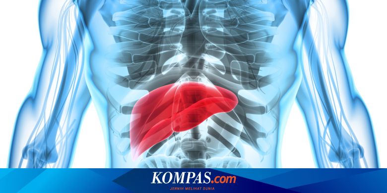 Di Balik Kinerja Hati Organ Pencernaan Paling Efisien Halaman All Kompas Com