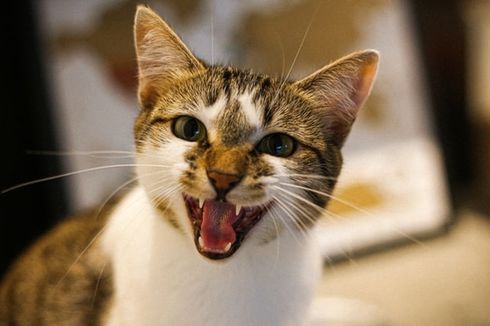 Penyebab hingga Cara Mengatasi Kucing yang Pemarah dan Agresif