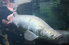 Arapaima, Ikan Air Tawar Raksasa dari Sungai Amazon 