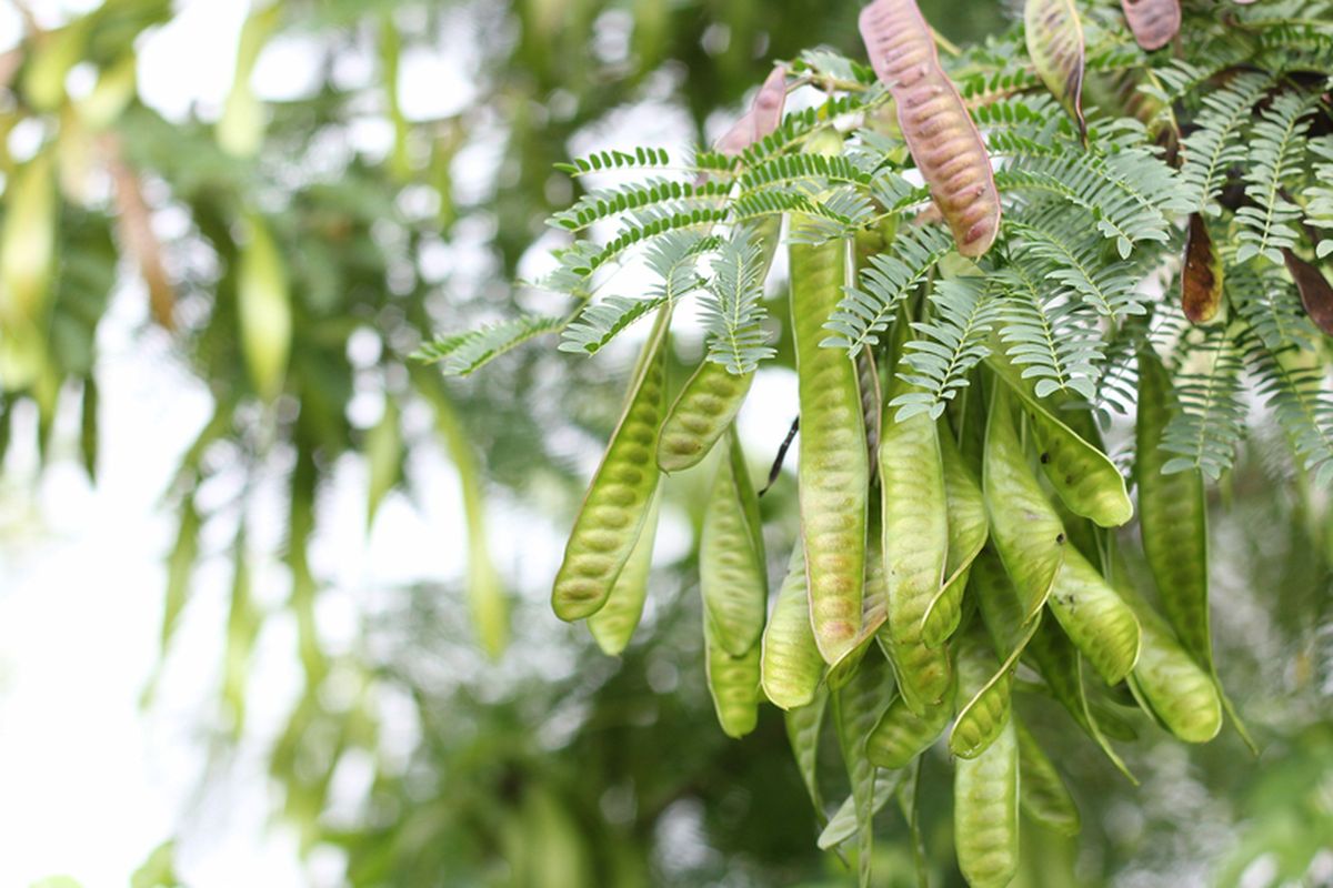 Ilustrasi tanaman lamtoro, pohon lamtoro. 