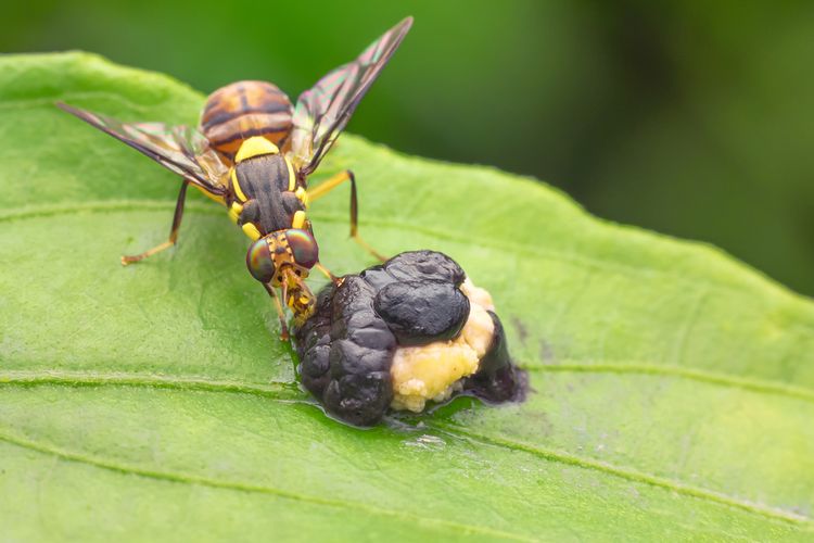 Ilustrasi hama lalat buah (Bactrocera sp.) pada tanaman.