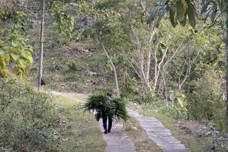 Warga sedang berjalan kaki untuk mengambil pakan ternak di Kalurahan Gombang, Ponjong, Gunungkidul, Yogyakarta pada Kamis (25/8/2024). PLN melalui PLN EPI memberikan 25.000 bibit indogofera untuk pengembangan ekonomi hijau berbasis kerakyatan. Daun indigofera nantinya bisa dimanfaatkan sebagai pakan ternak, sedangkan batangnya bisa dijadikan sumber pasokan biomassa.