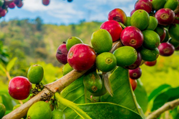 Ilustrasi tanaman kopi