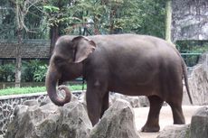 Populasi Gajah Sumatera di Bengkulu Terancam Tambang Batu Bara