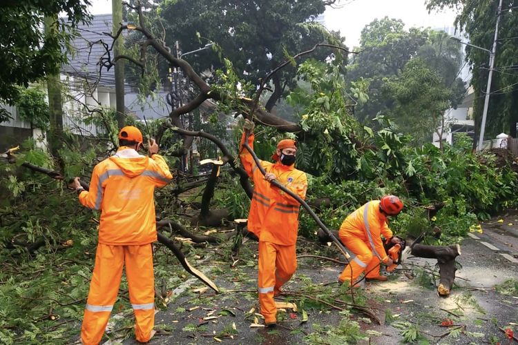 Sebuah pohon angsana di Jalan Brawijaya III, Pulo, Kebayoran Baru Jakarta Selatan tumbang pada Senin (25/1/2021) pukul 14.38 WIB.