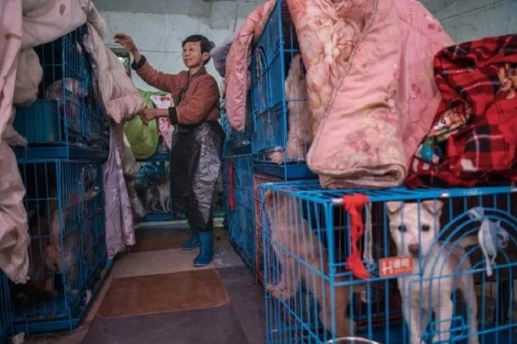 Wen Jinhong ketika membersihkan kandang dari anjing liar yang diadopsinya. Saat ini, perempuan asal China itu sudah mengadopsi 1.300 anjing, 100 kucing, hingga empat ekor kuda.