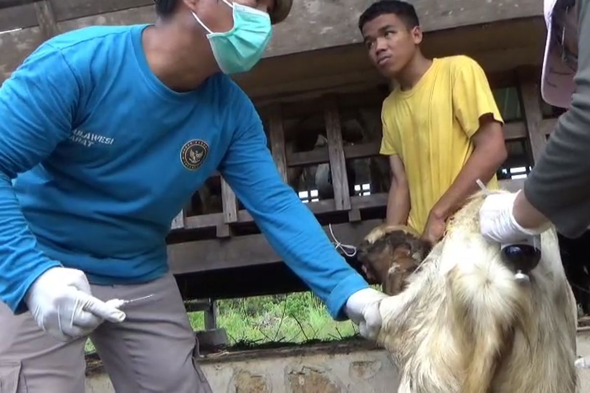 Jelang Idul Adha, Hewan Kurban di Mamuju Wajib Vaksin *** Local Caption *** Jelang Idul Adha, Hewan Kurban di Mamuju Wajib Vaksin