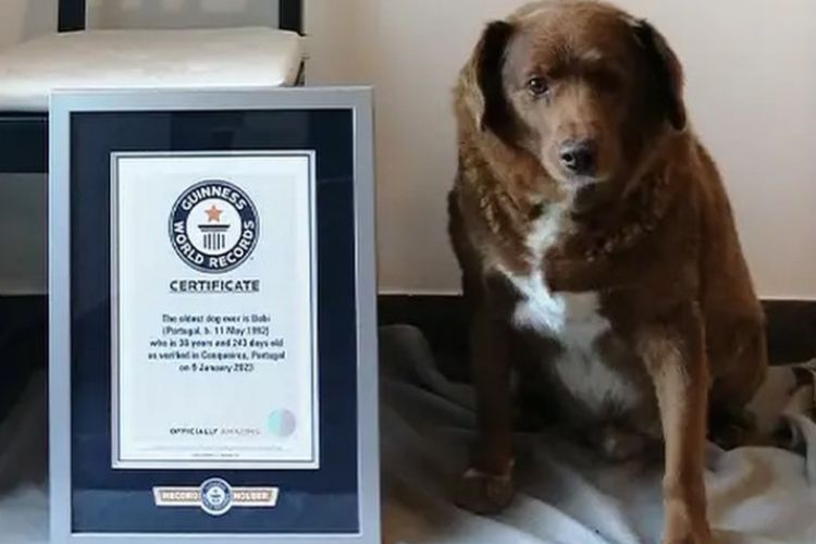 Guinness World Records baru saja menobatkan Bobi yang berusia 30 tahun 266 hari sebagai anjing tertua di dunia.
