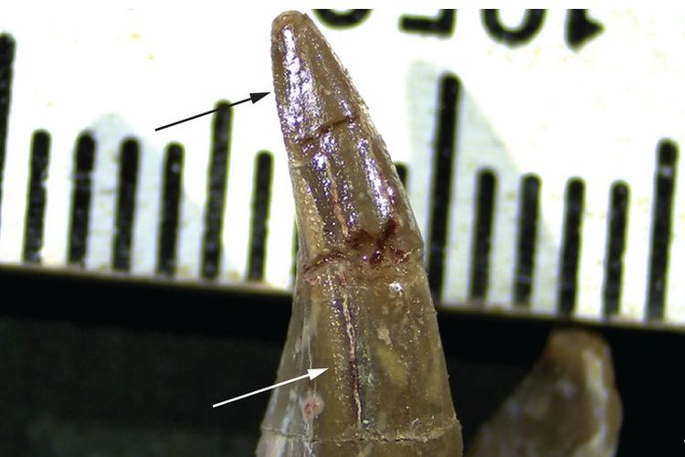 Fosil gigi dari mamalia darat bergigi pedang. Fosil ini mengungkapkan mamalia bergigi pedang pertama yang hidup pada 42 juta tahun yang lalu.