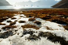 Virus Zombi Purba Ditemukan di Arktik, Peneliti: Bisa Picu Pandemi Baru