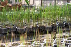 Budidaya Padi dalam Pot, Bisa di Tanam di Lahan Sempit