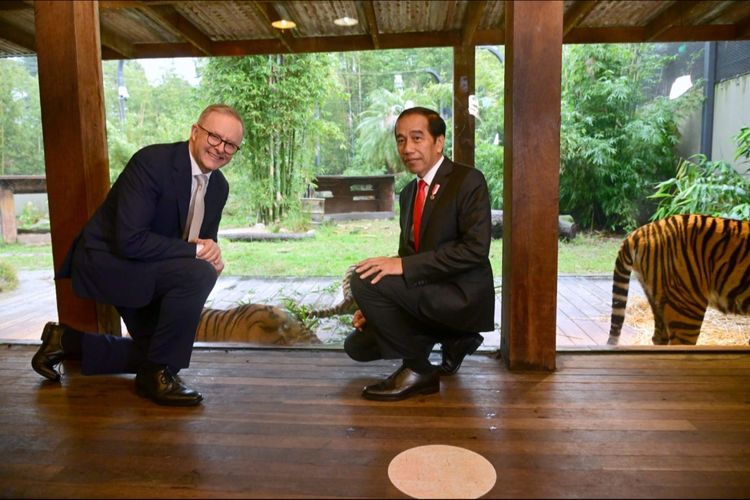 Presiden Joko Widodo dan Perdana Menteri Anthony Albanese saat mengunjungi Sumatran Village, Taronga Zoo, Sydney untuk melihat harimau Sumatra pada Selasa (4/7/2023).