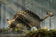 Dinosaurus Ini Gunakan Ekor Mirip Palu untuk Bertarung