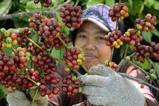 Ini Rekomendasi Kopi Terbaik Indonesia yang Harus Anda Coba